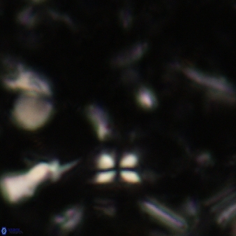 Sphenolithus heteromorphus 228