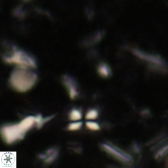 Sphenolithus heteromorphus 228