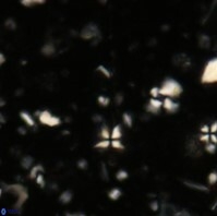 Sphenolithus heteromorphus 236a