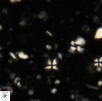 Sphenolithus heteromorphus 236a