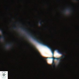Sphenolithus heteromorphus 27682