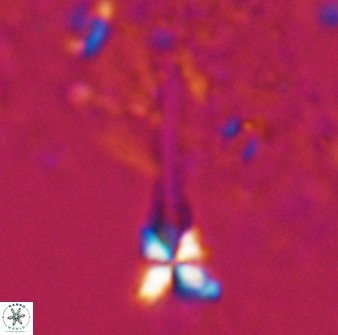 Sphenolithus heteromorphus 27685