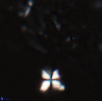 Sphenolithus heteromorphus 27686