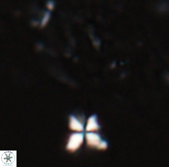 Sphenolithus heteromorphus 27686