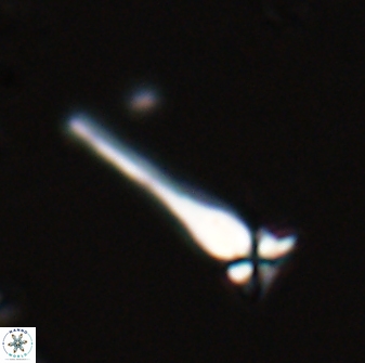Sphenolithus heteromorphus 27696