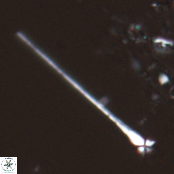 Sphenolithus heteromorphus 27753