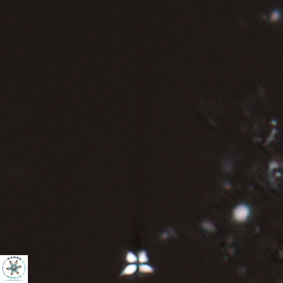 Sphenolithus heteromorphus 27757