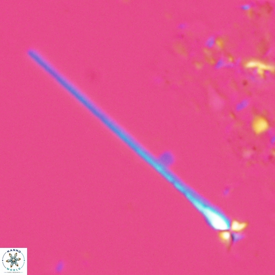 Sphenolithus heteromorphus 27754