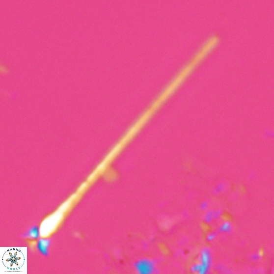 Sphenolithus heteromorphus 27758