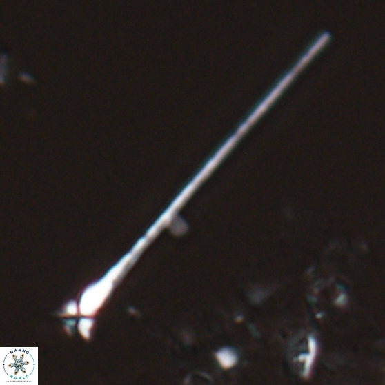 Sphenolithus heteromorphus 27760