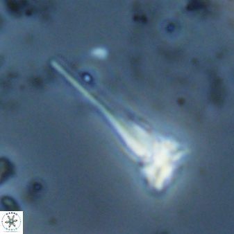 Sphenolithus heteromorphus 27703