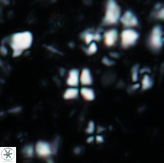 Sphenolithus humilis 1920