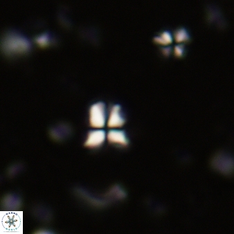 Sphenolithus humilis 259