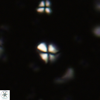 Sphenolithus humilis 262