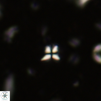 Sphenolithus humilis 266