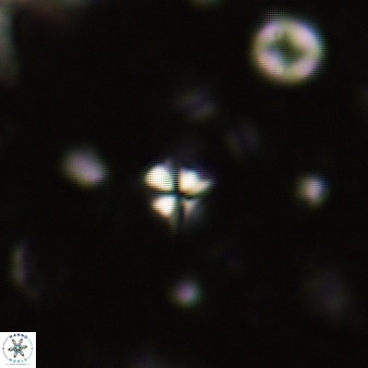 Sphenolithus humilis 269