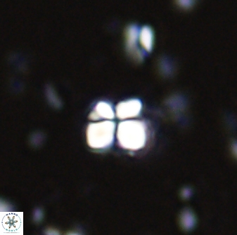 Sphenolithus orthogonio 42876