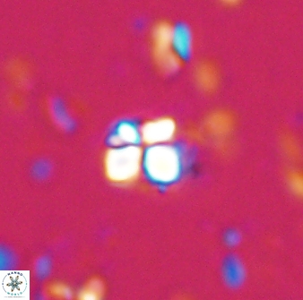 Sphenolithus orthogonio 42877