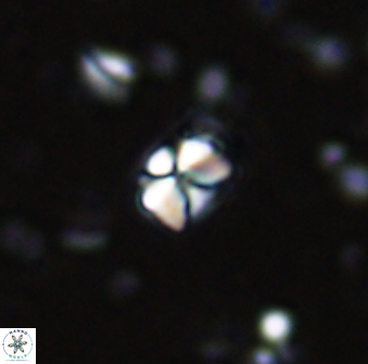 Sphenolithus orthogonio 42878