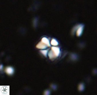 Sphenolithus orthogonio 42880