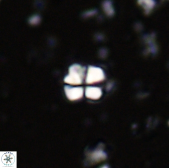 Sphenolithus orthogonio 43106