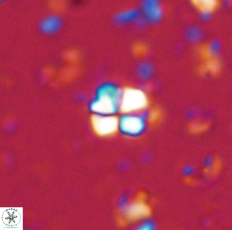 Sphenolithus orthogonio 43107