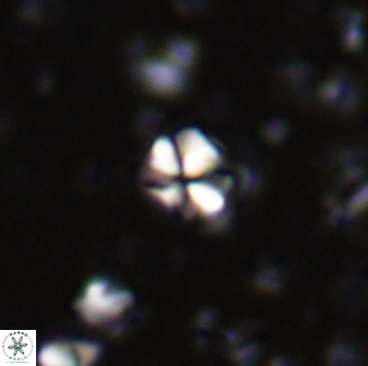 Sphenolithus orthogonio 43108