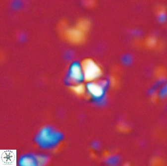 Sphenolithus orthogonio 43109
