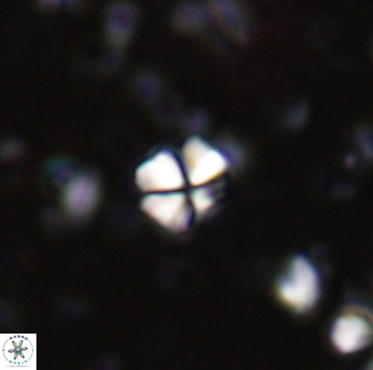 Sphenolithus orthogonio 43110