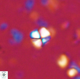 Sphenolithus orthogonio 43111
