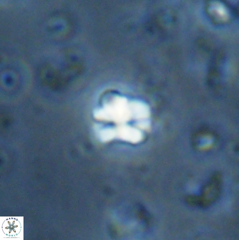 Sphenolithus orthogonio 43116