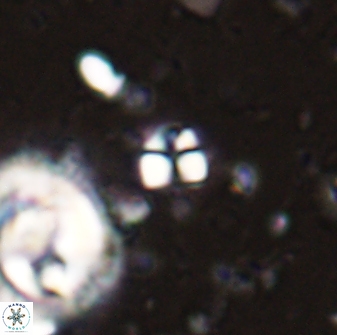Sphenolithus orthogonio 43497