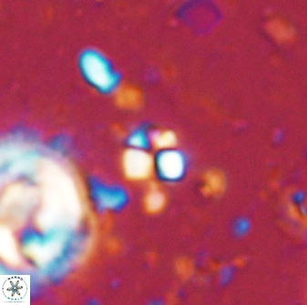 Sphenolithus orthogonio 43499