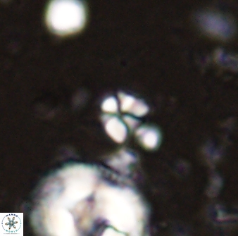 Sphenolithus orthogonio 43502