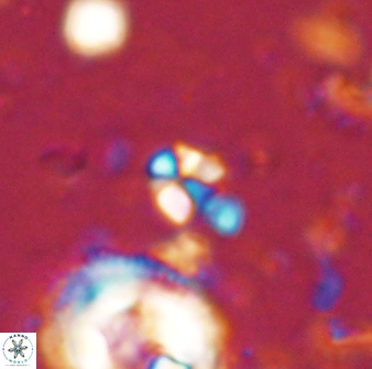 Sphenolithus orthogonio 43503