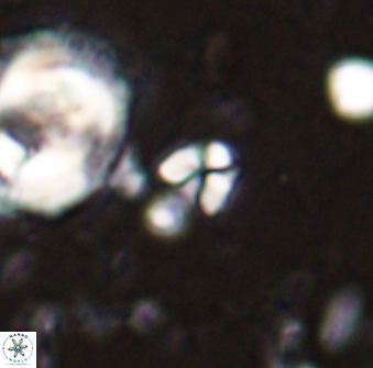 Sphenolithus orthogonio 43505