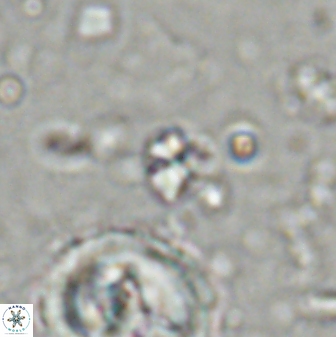 Sphenolithus orthogonio 43507