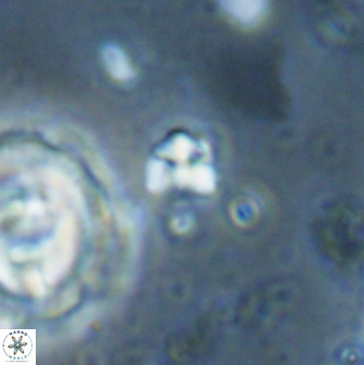 Sphenolithus orthogonio 43508
