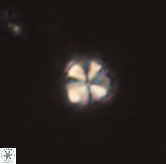 Sphenolithus orthogonio 44497