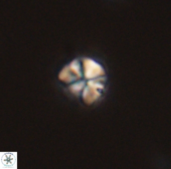 Sphenolithus orthogonio 44500
