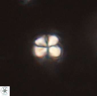Sphenolithus orthogonio 44503