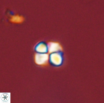 Sphenolithus orthogonio 44507