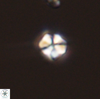 Sphenolithus orthogonio 44511