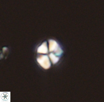 Sphenolithus orthogonio 44515