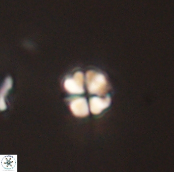 Sphenolithus orthogonio 44519