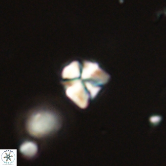 Sphenolithus orthogonio 67642