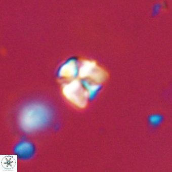 Sphenolithus orthogonio 67644