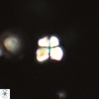 Sphenolithus orthogonio 67646
