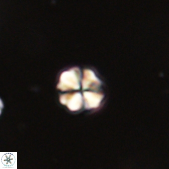 Sphenolithus orthogonio 67651