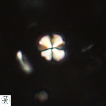 Sphenolithus orthogonio 67656